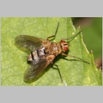 Dexiosoma caninum - Raupenfliege 02.jpg